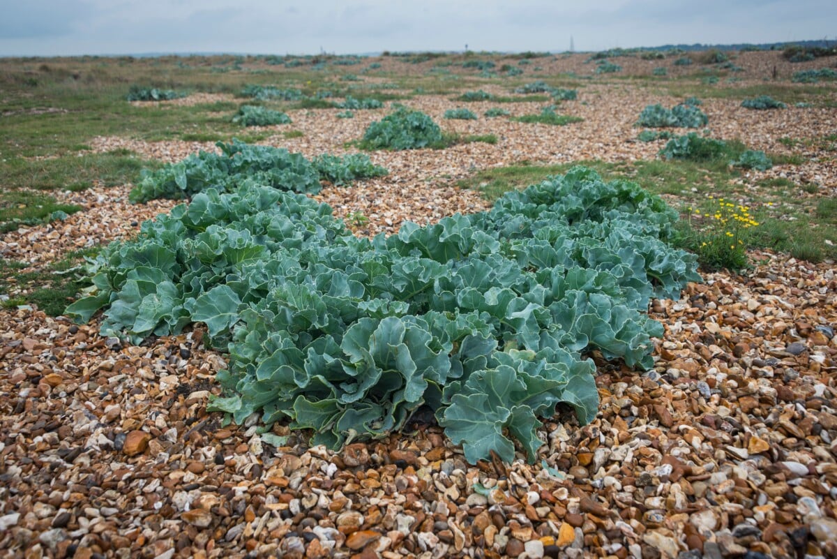 sea kale
