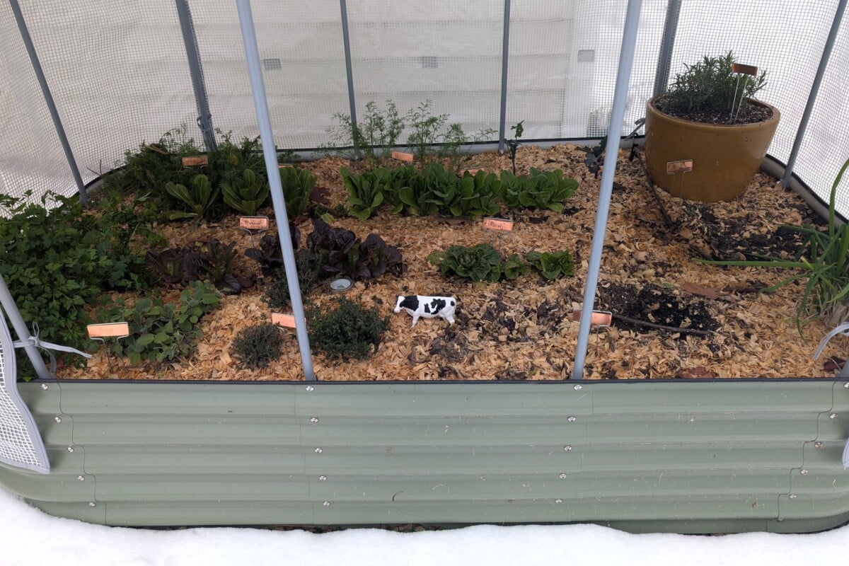 Covered raised bed garden with vegetables growing, snow on ground