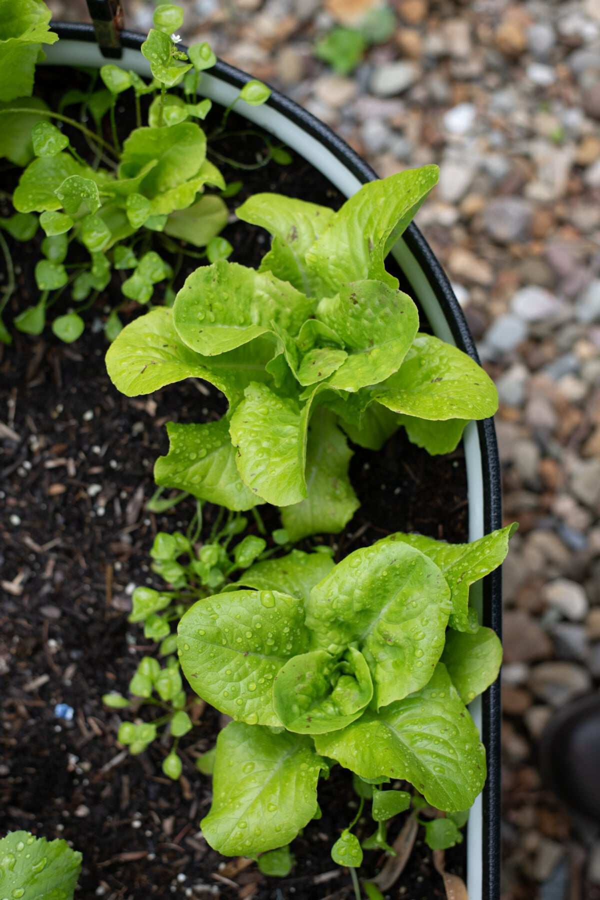 Miner's lettuce and lettuce growing together in a raised bed