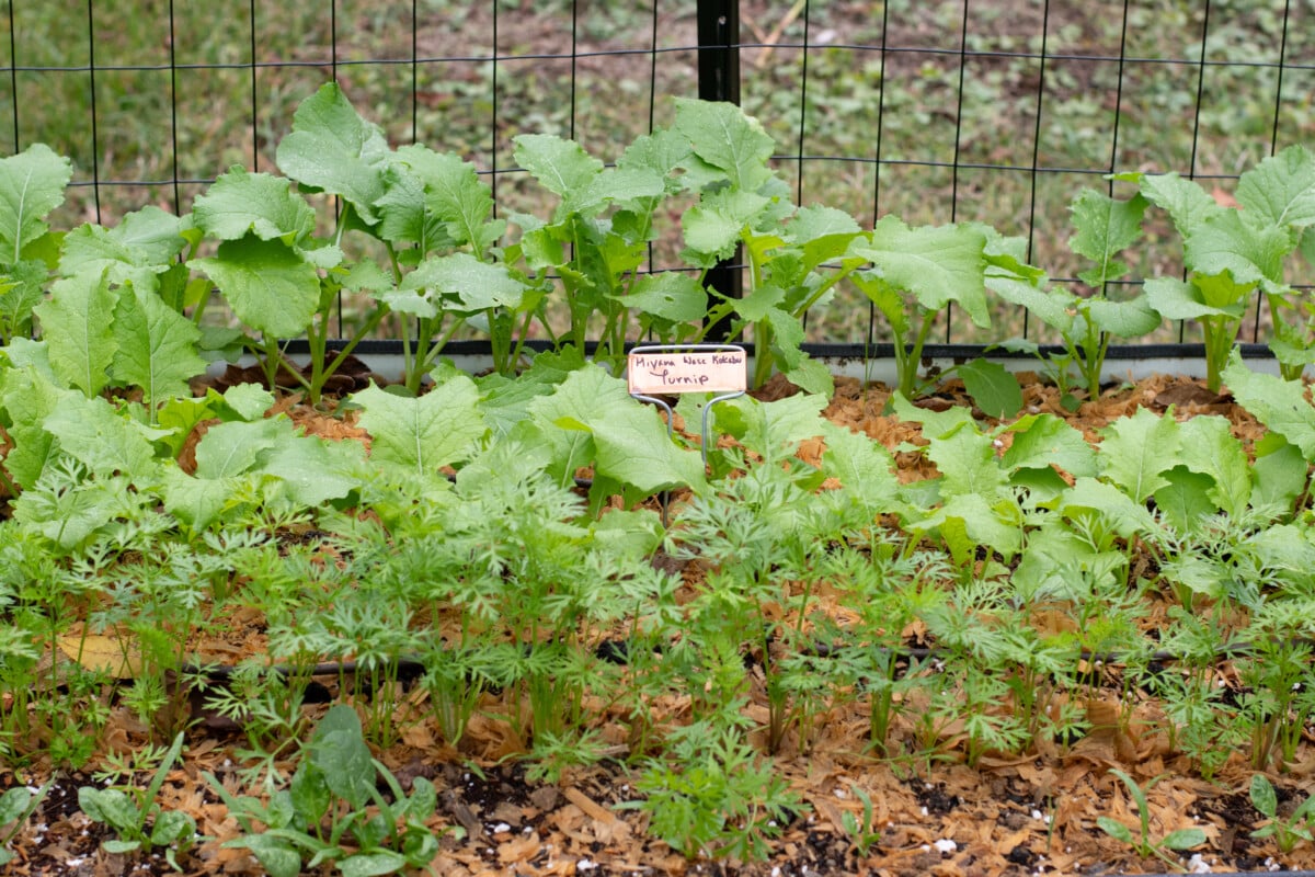 Cold hardy crops growing in garden