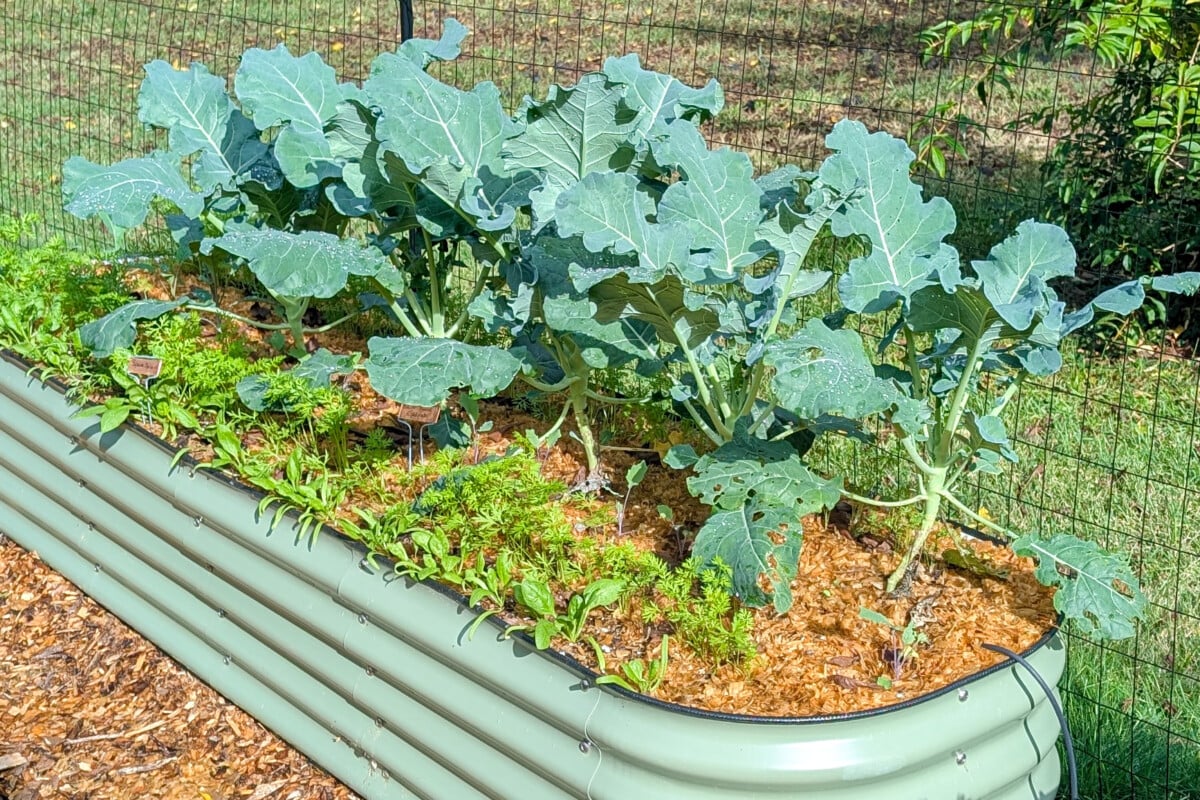 Broccoli plants in raised bed