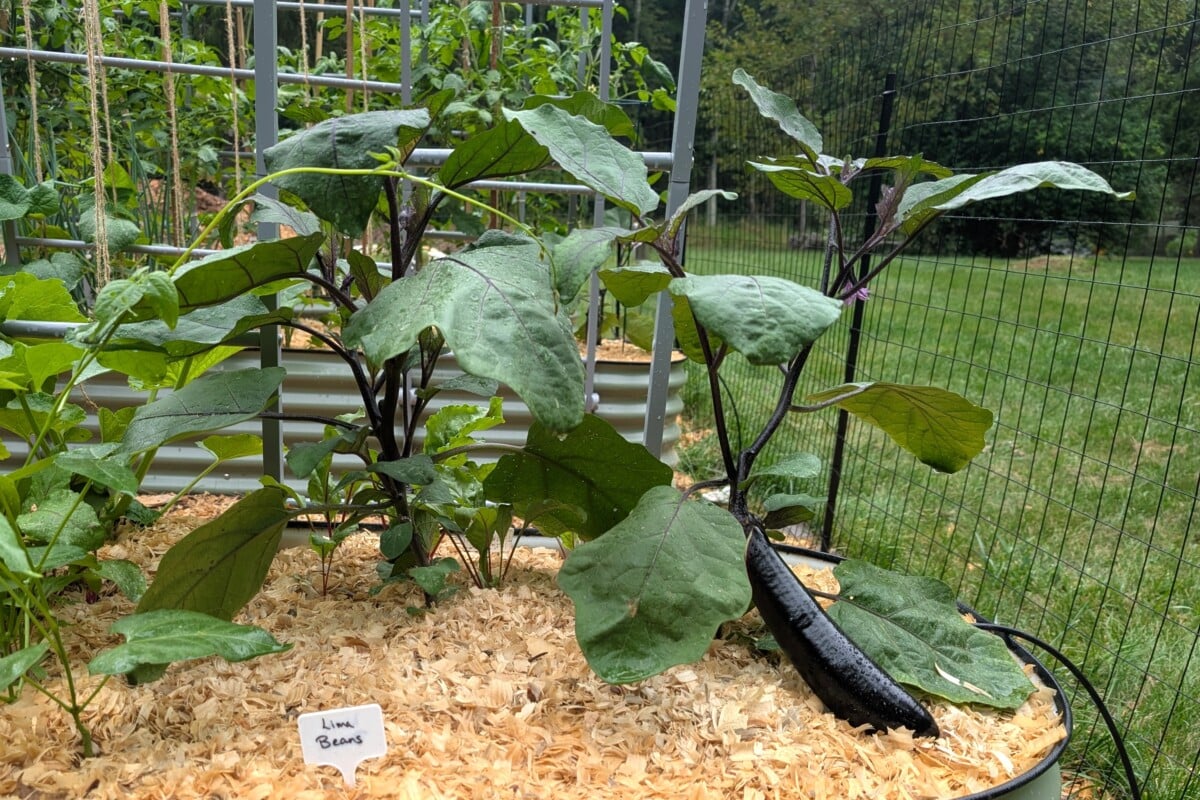 Eggplant growing in raised bed