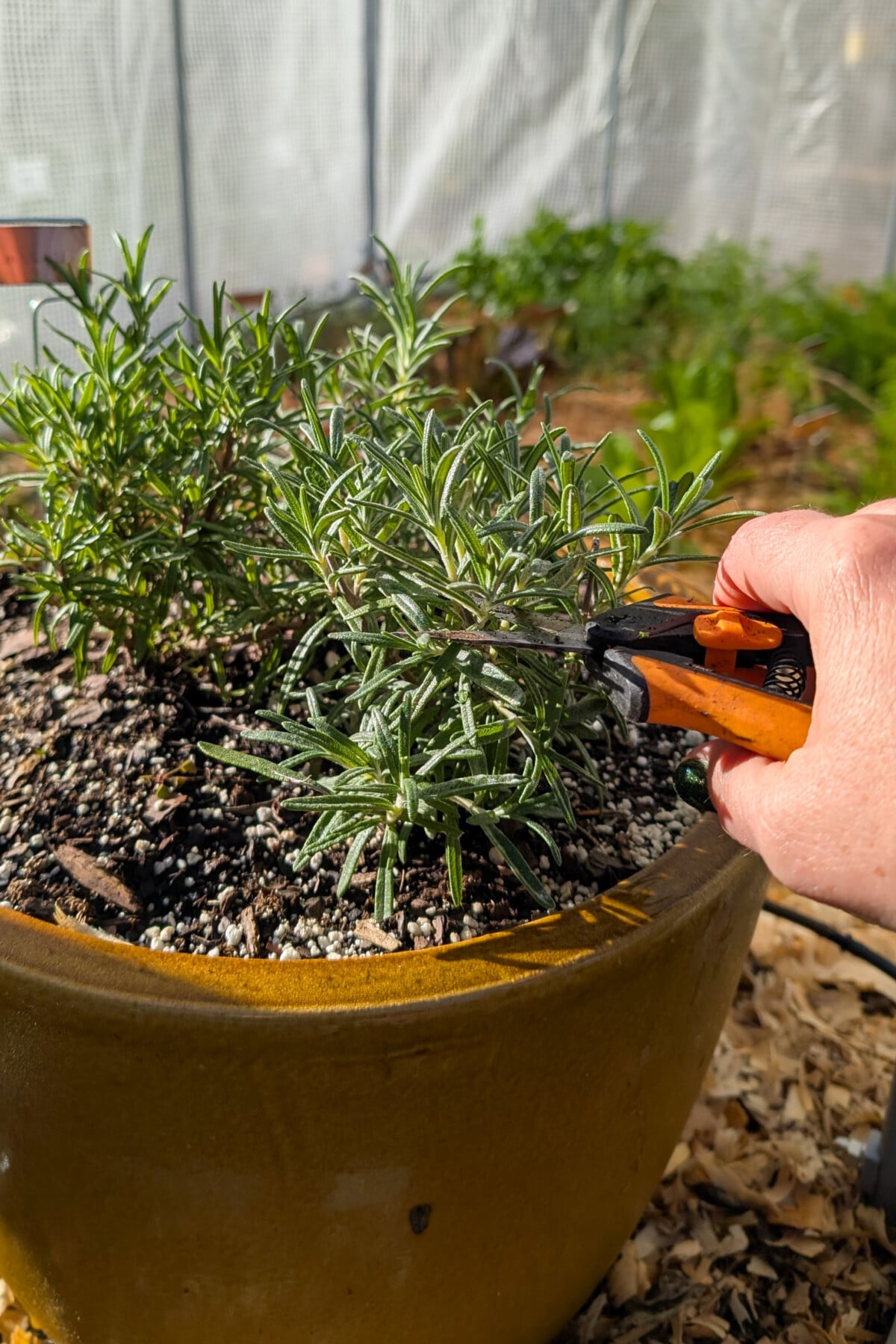 Rosemary in pot