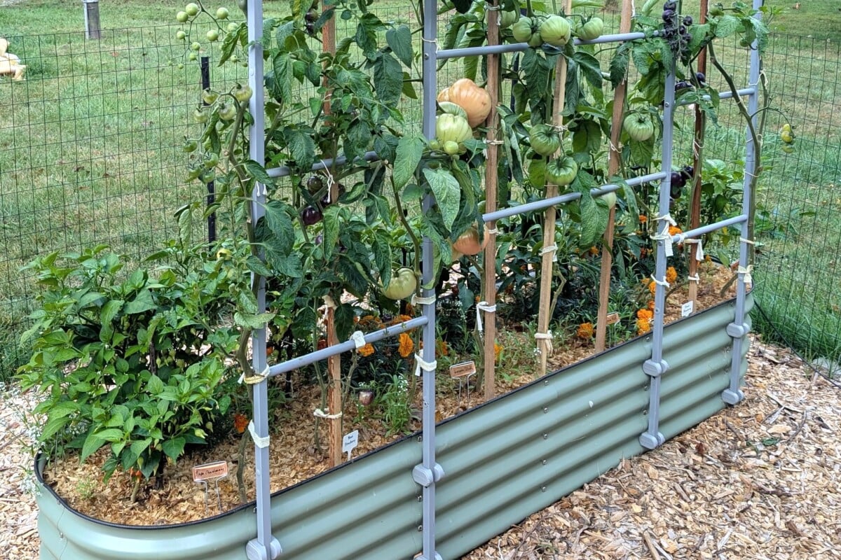 Raised bed with tomatoes and peppers growing together