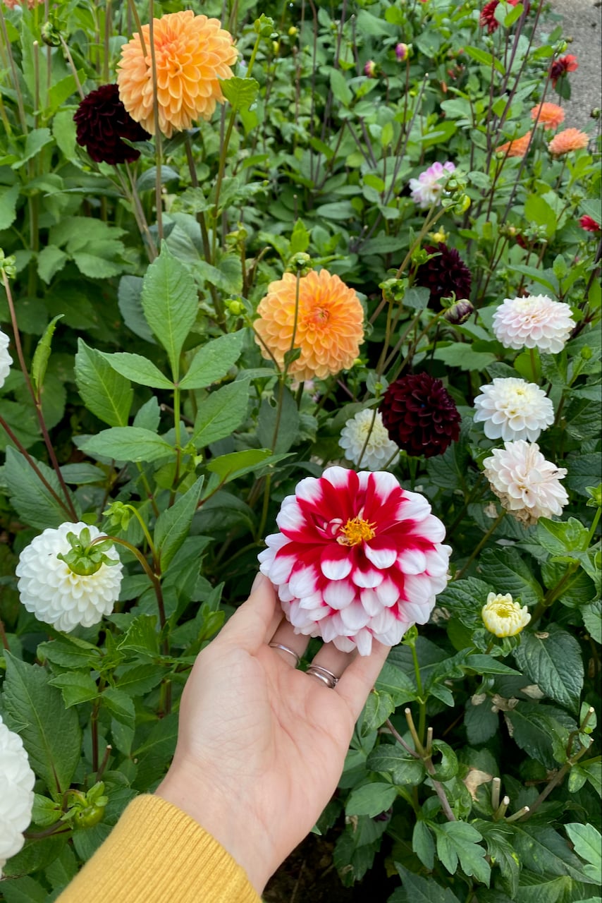 Hand holding dahlia tuber