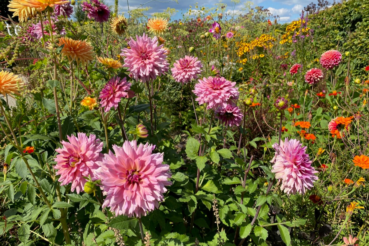 Dahlias growing in field. 