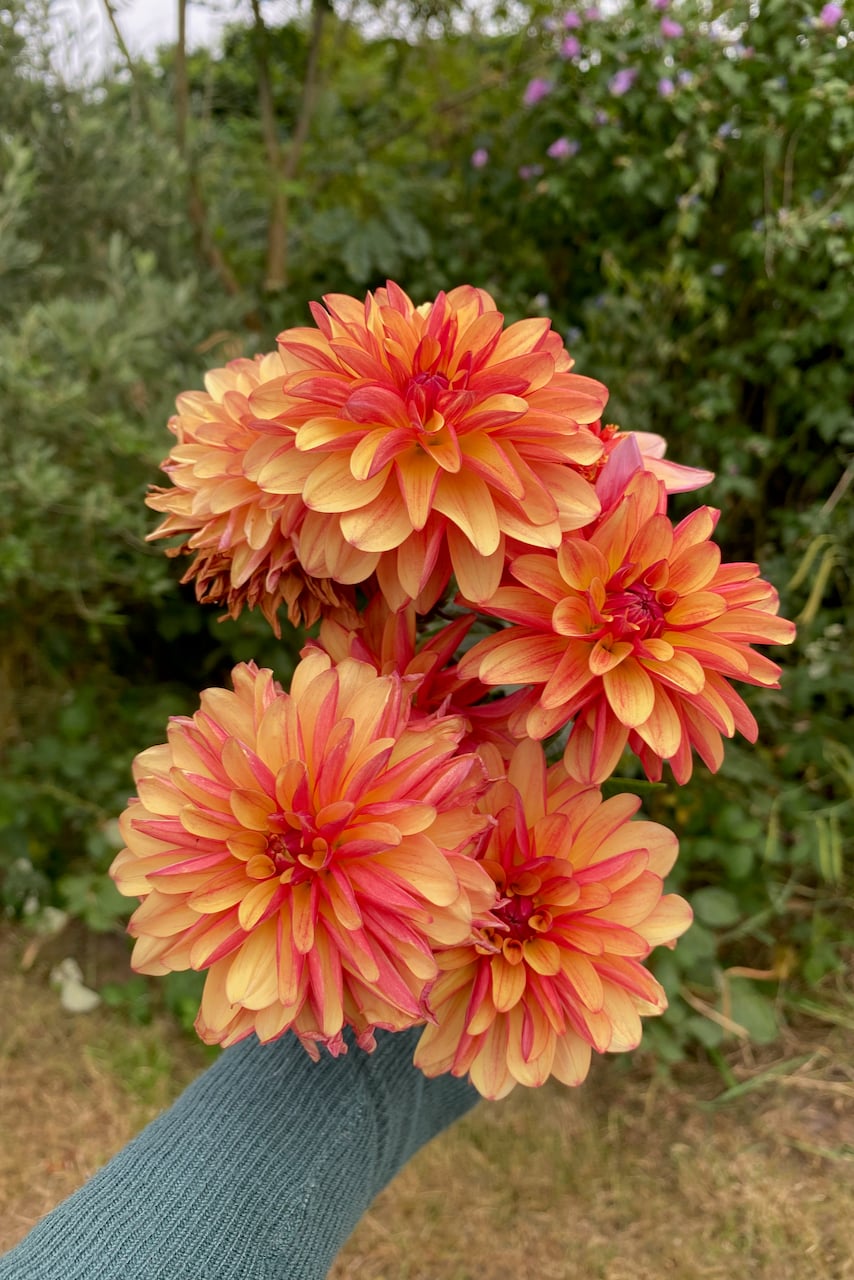 Colorful dahlias