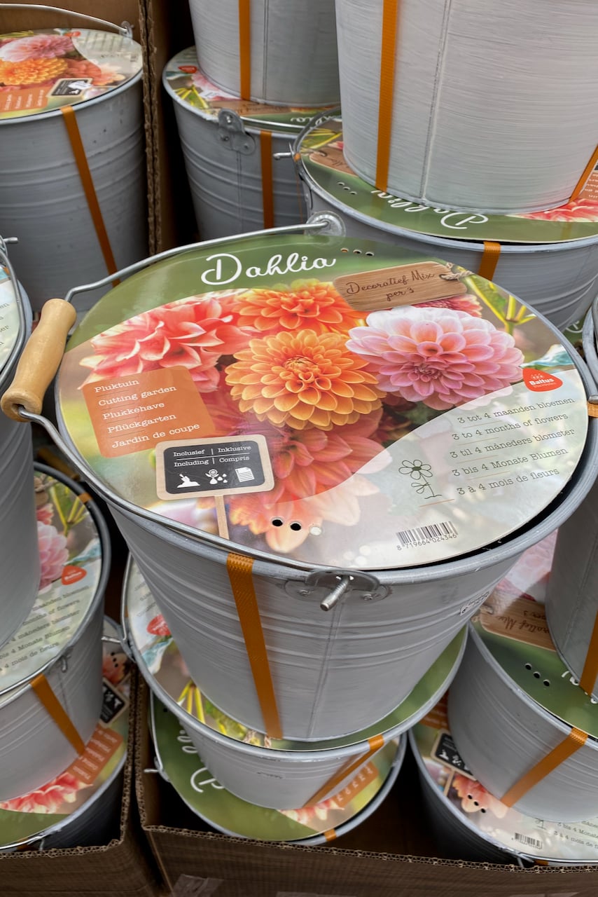 Bucket full of dahlia tubers