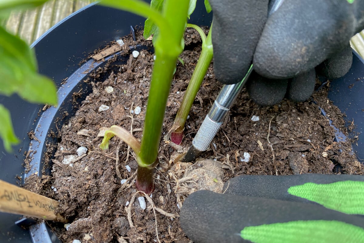 Cutting dahlia shoot
