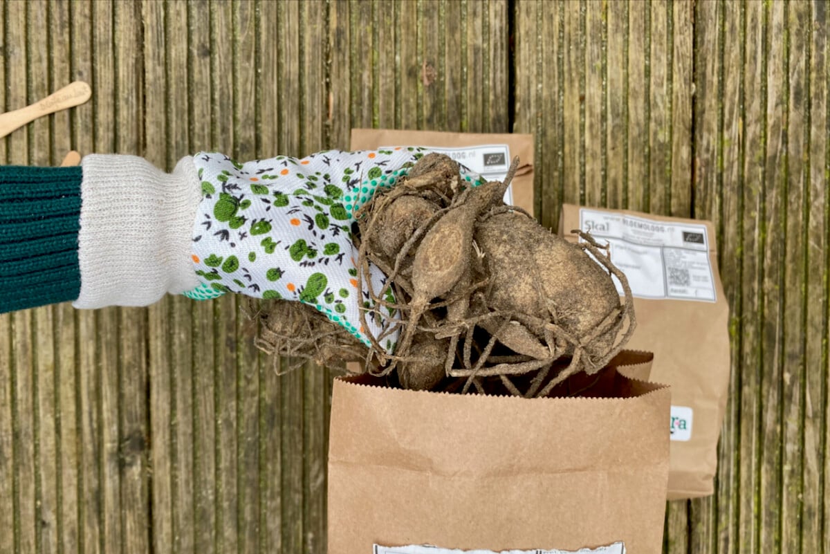 Gloved hand taking dahlia tuber out of bag