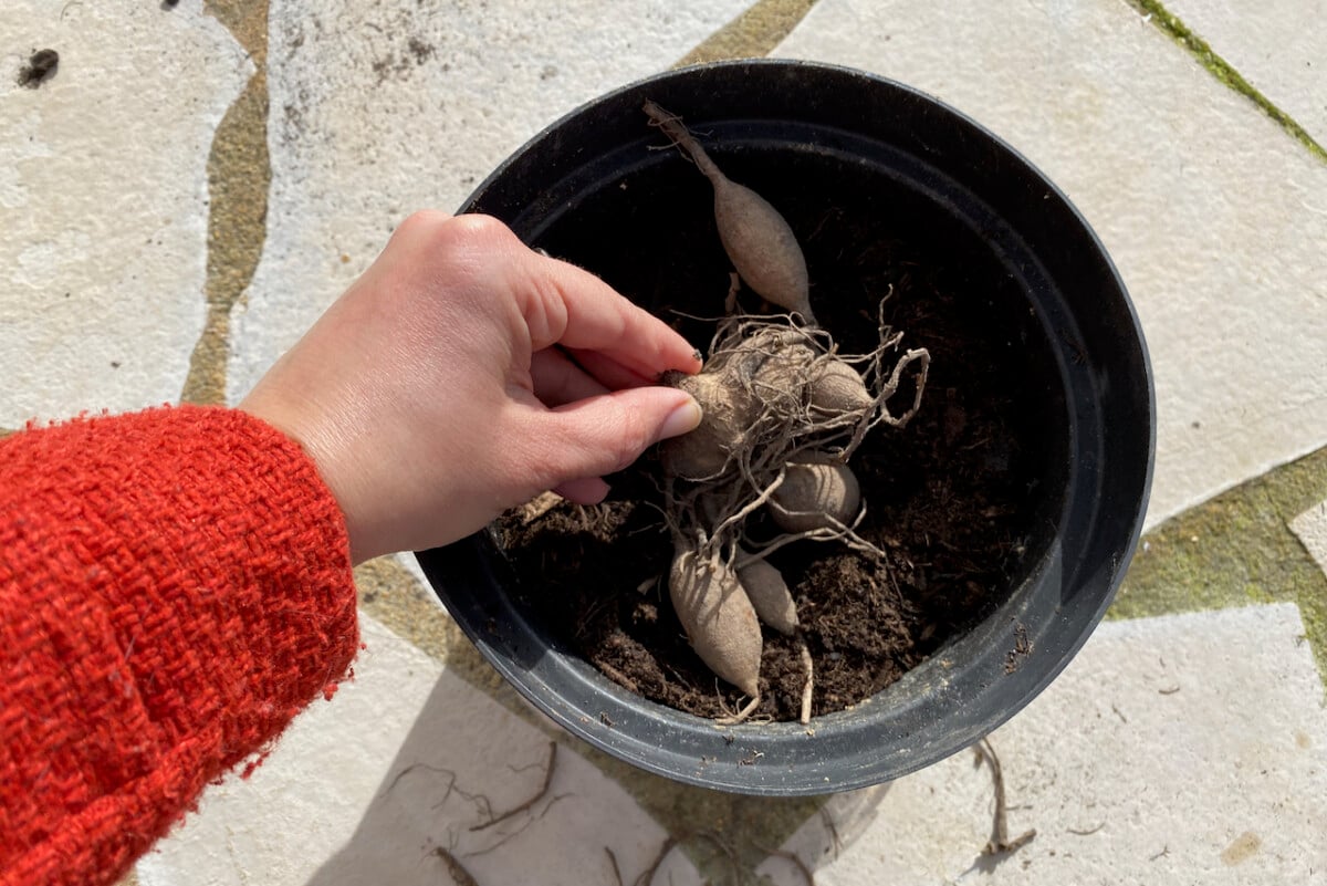 Planting dahlia tuber in pots