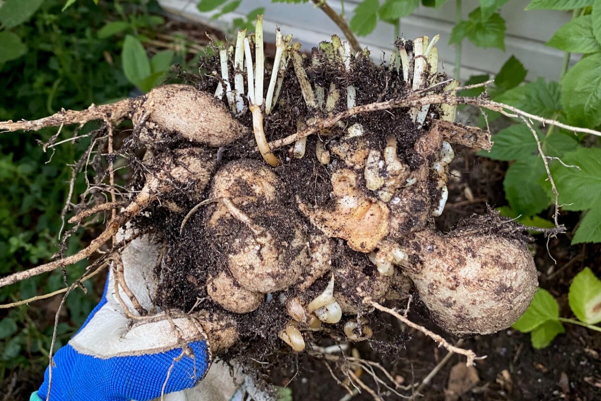 Slug damaged dahlia tuber