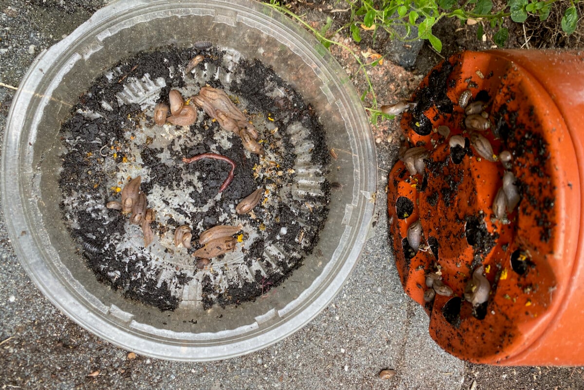 Slugs under pot
