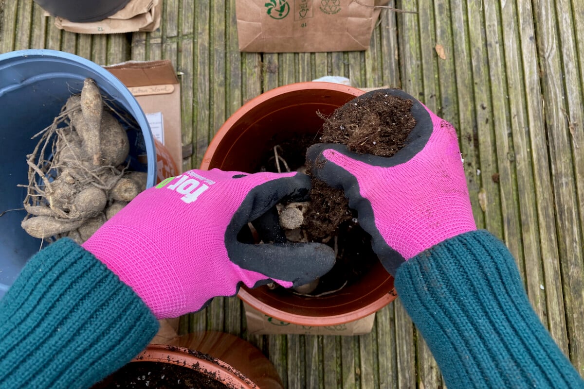 Pouring dirt on top of dahlia tuber in pot