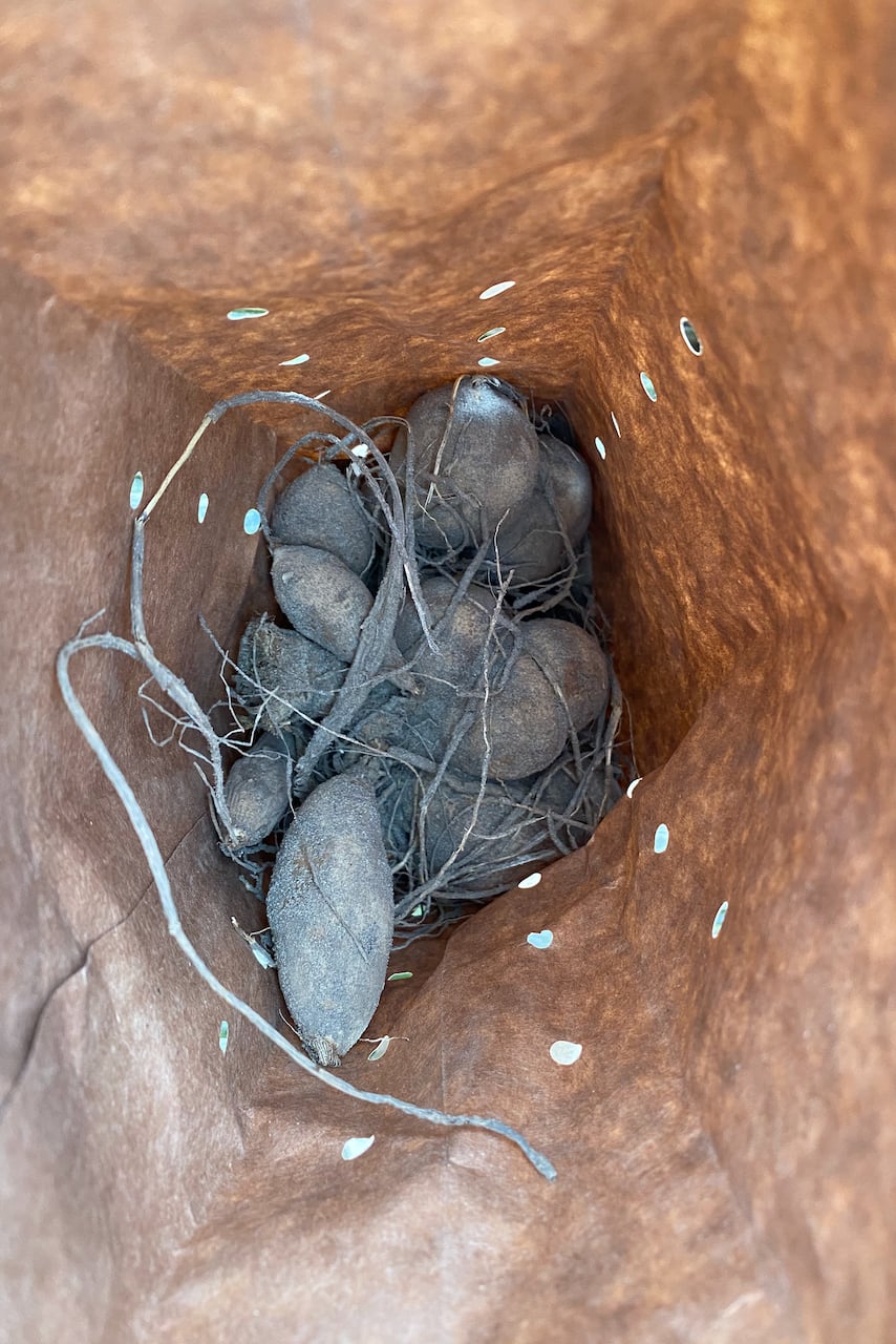 Bag full of dahlia tubers