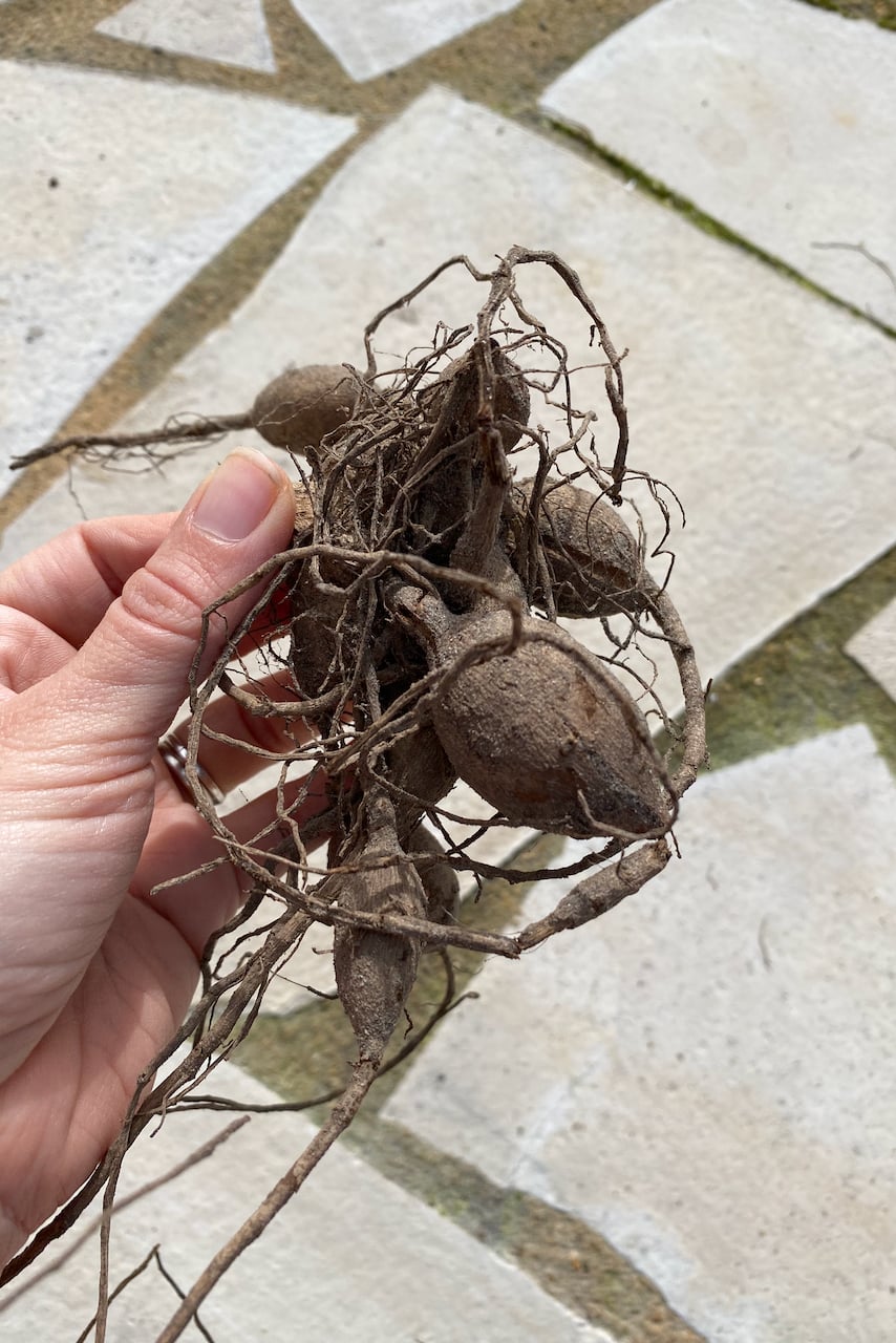 Hand holding dahlia tubers