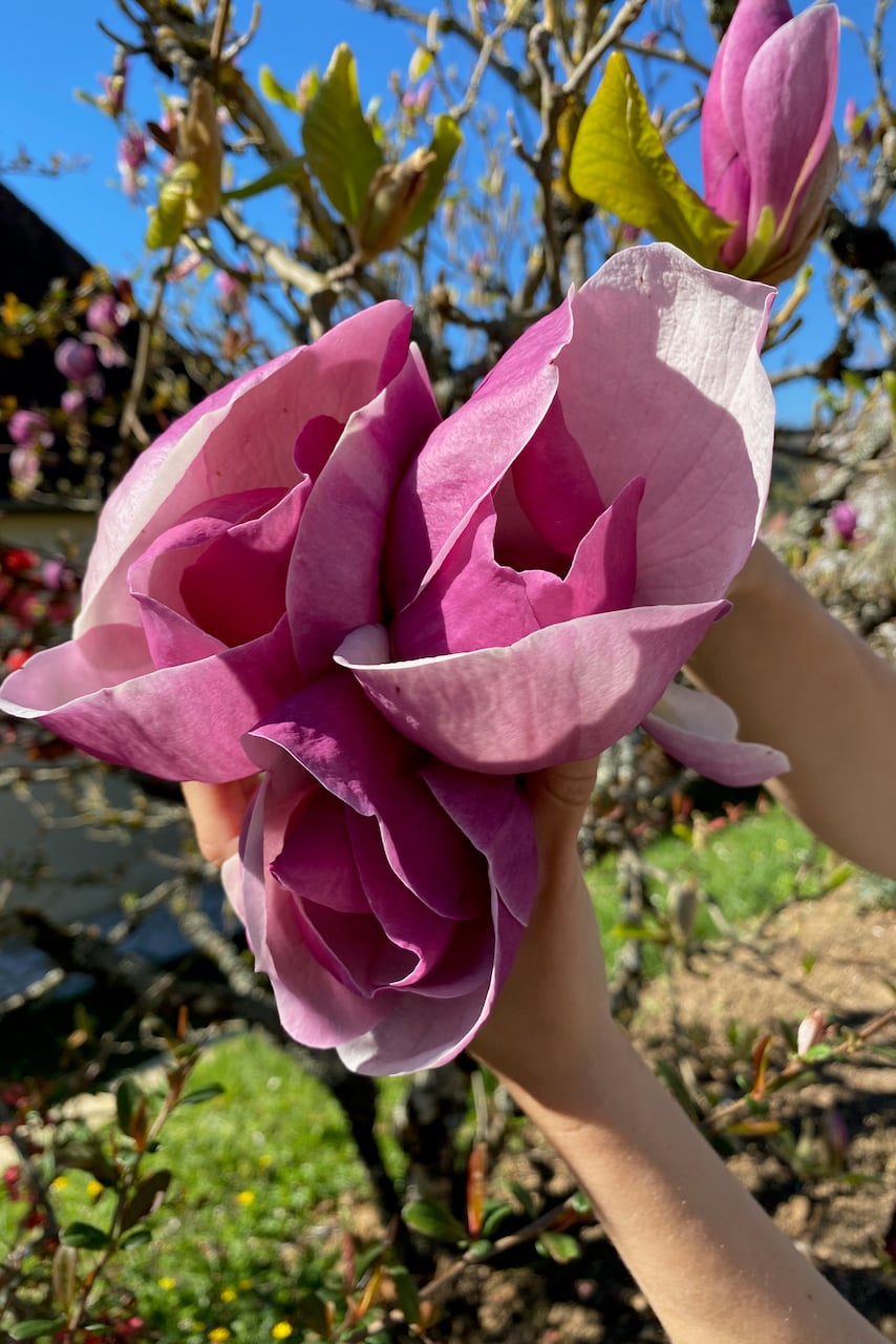 Magnolia petals
