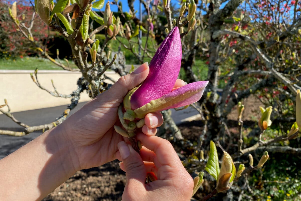 Picking a magnolia bud