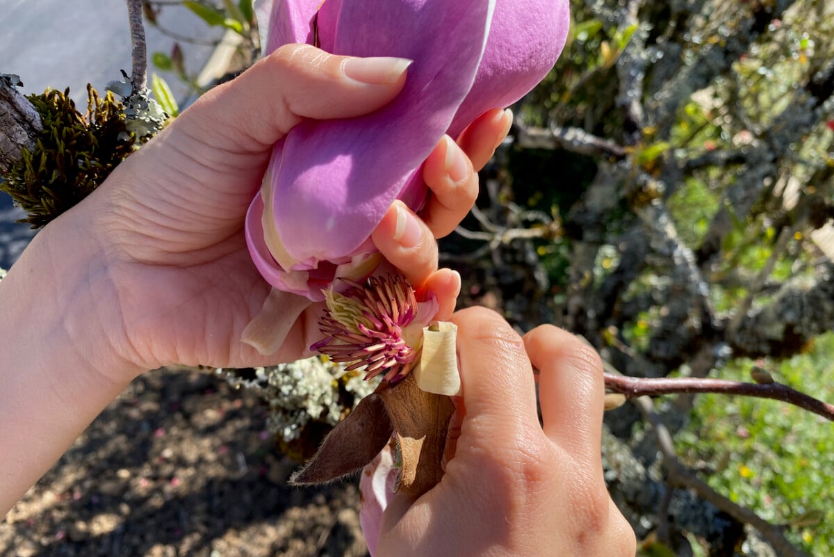 Removing magnolia petals from tree