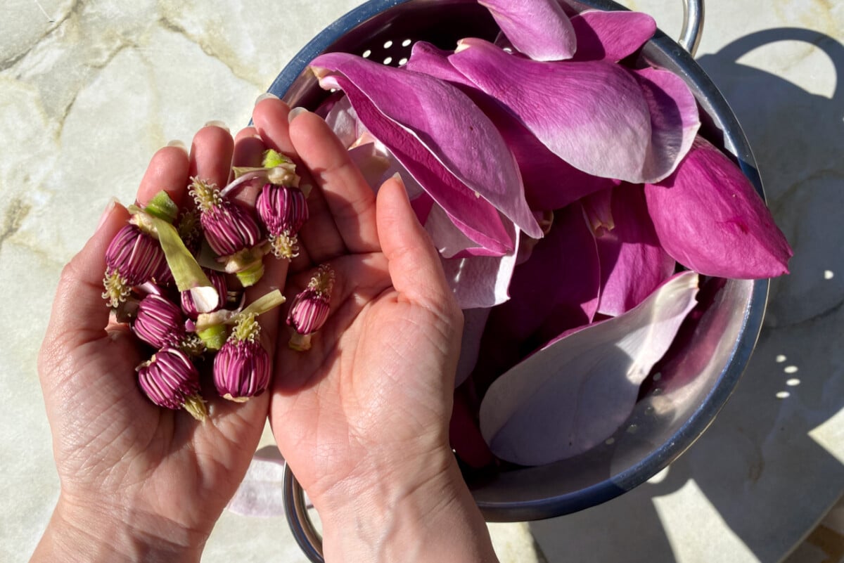 Removing the carpel from magnolia petals