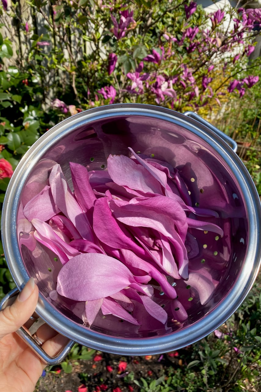 Magnolia petals in colander
