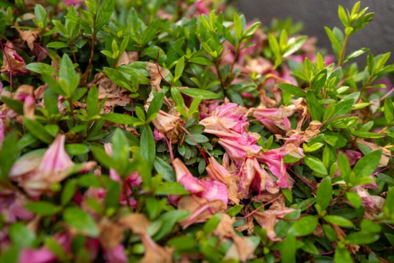 3 Spring Jobs For Stunning Azaleas
