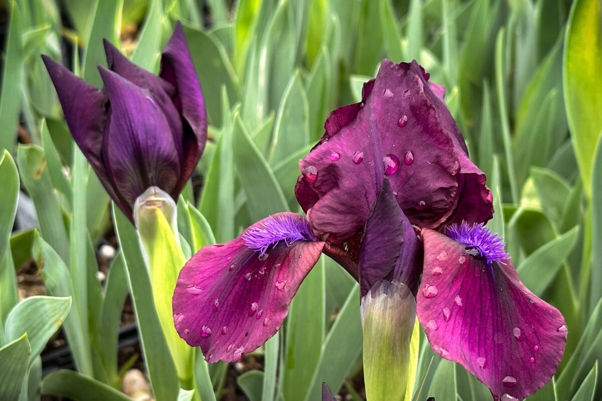 Bearded Iris