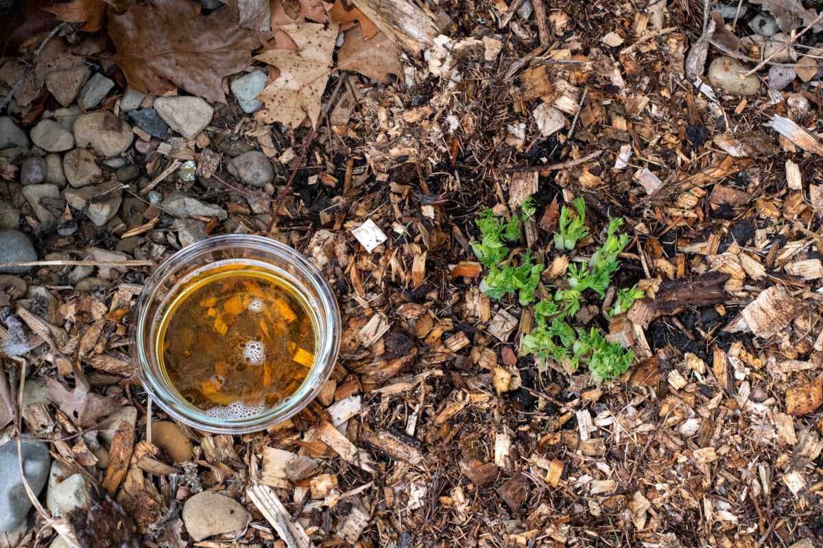 Bleeding hearts with a saucer of beer nearby.