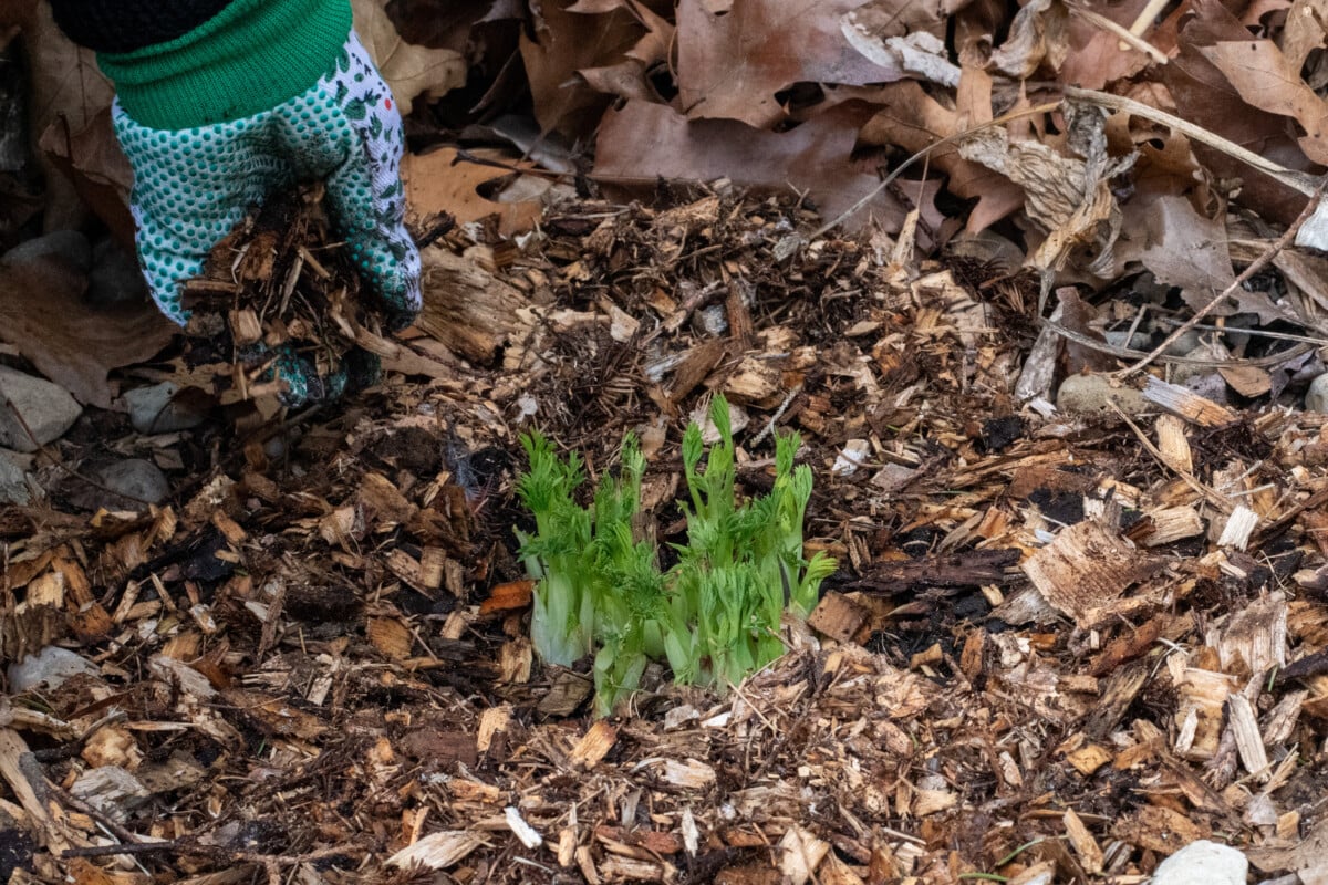 Gloved hand adding mulch to bleeding heart shoots