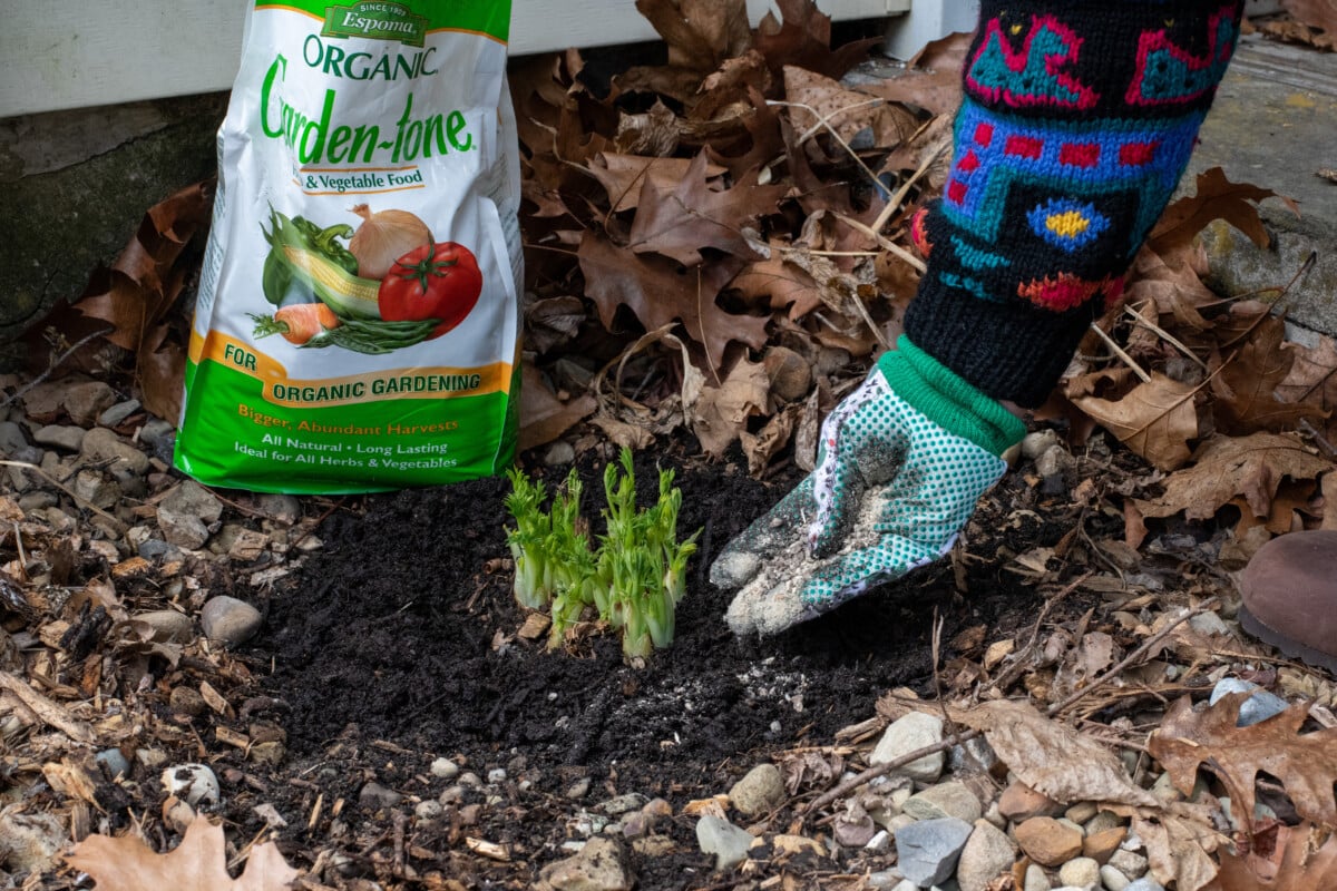 Gloved hand putting fertilizer around bleeding heart