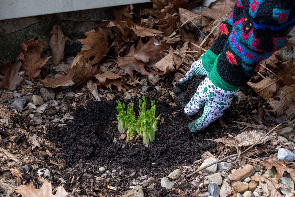 Adding well-aged manure to bleeding hearts