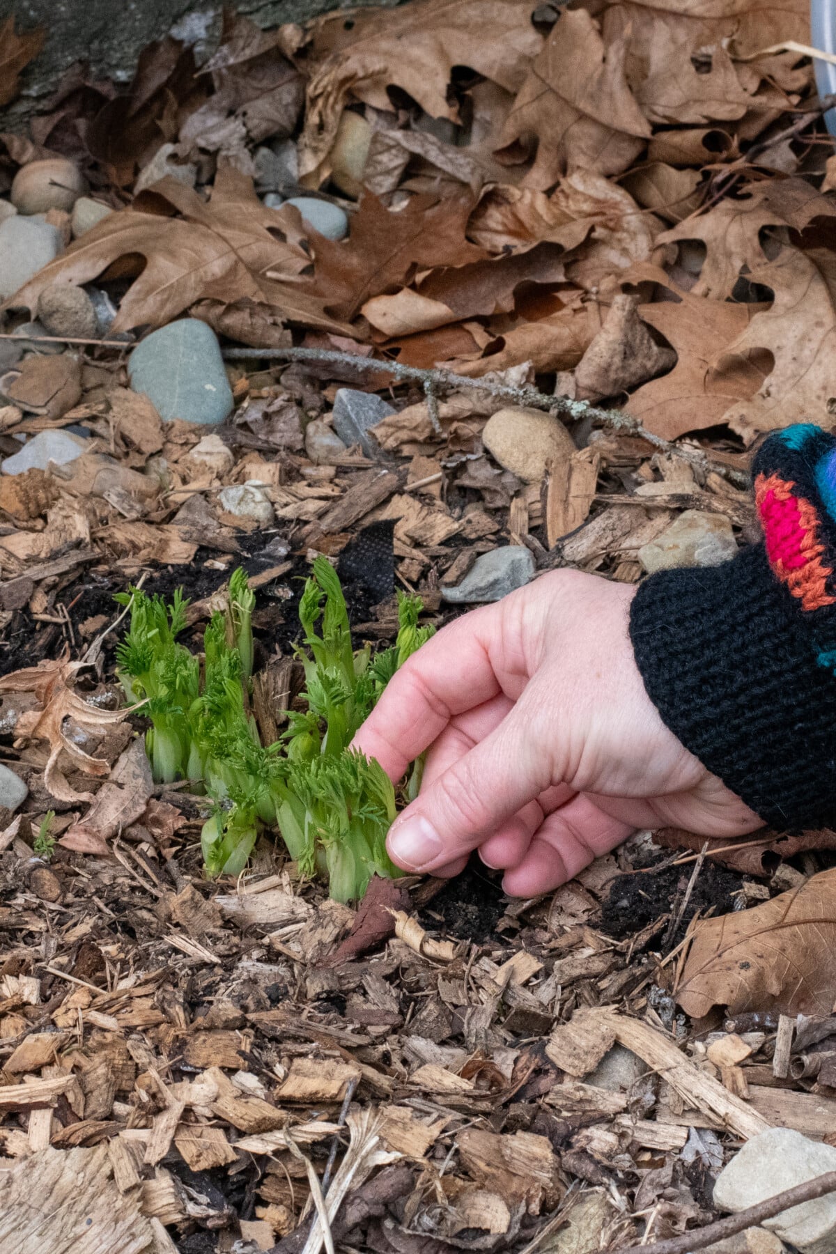 Woman's hand touching bleeding heart shoots