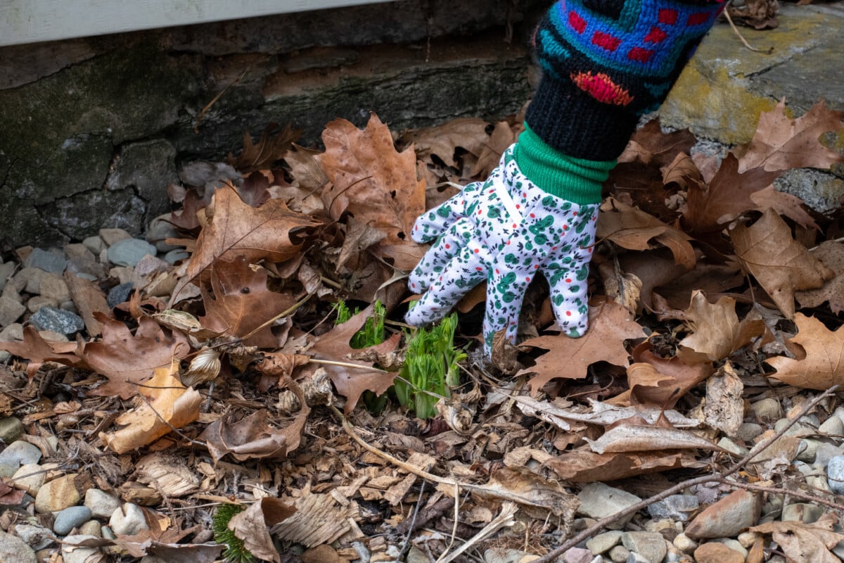 Gloved hand moving leaves from a bleeding heart plant