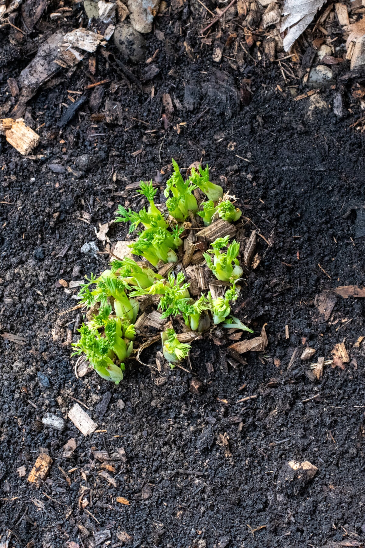 Bleeding heart shoots