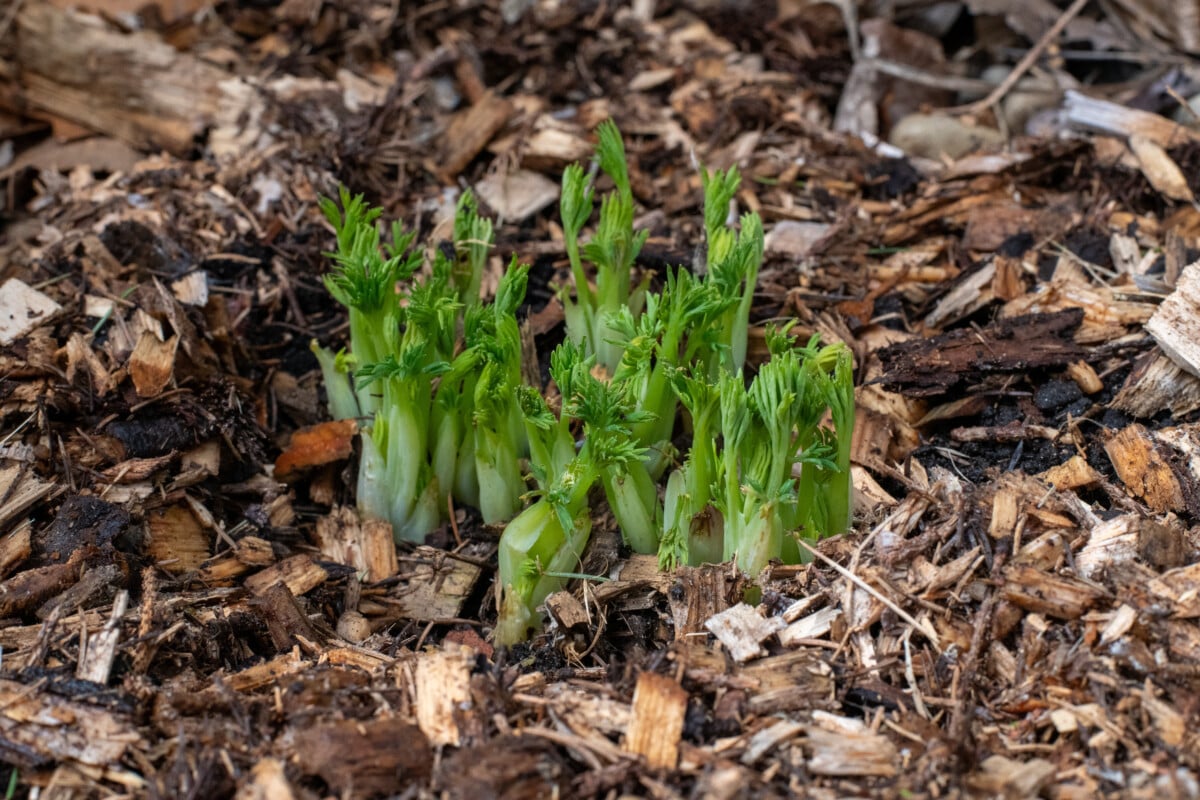 Mulched bleeding hearts