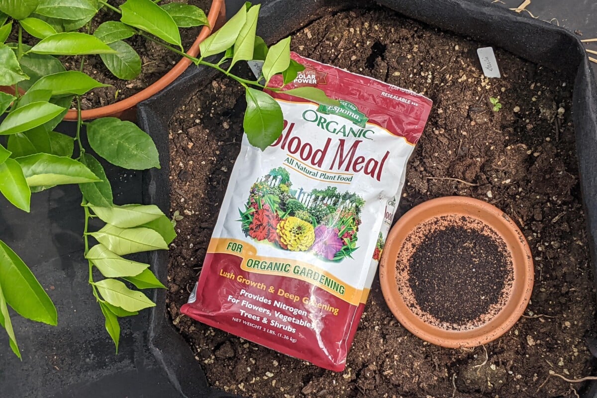 blood meal