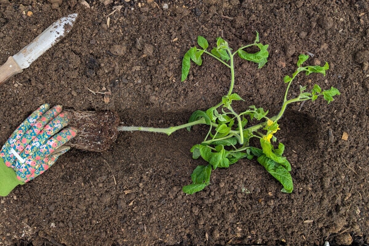 tomato seedling in trench