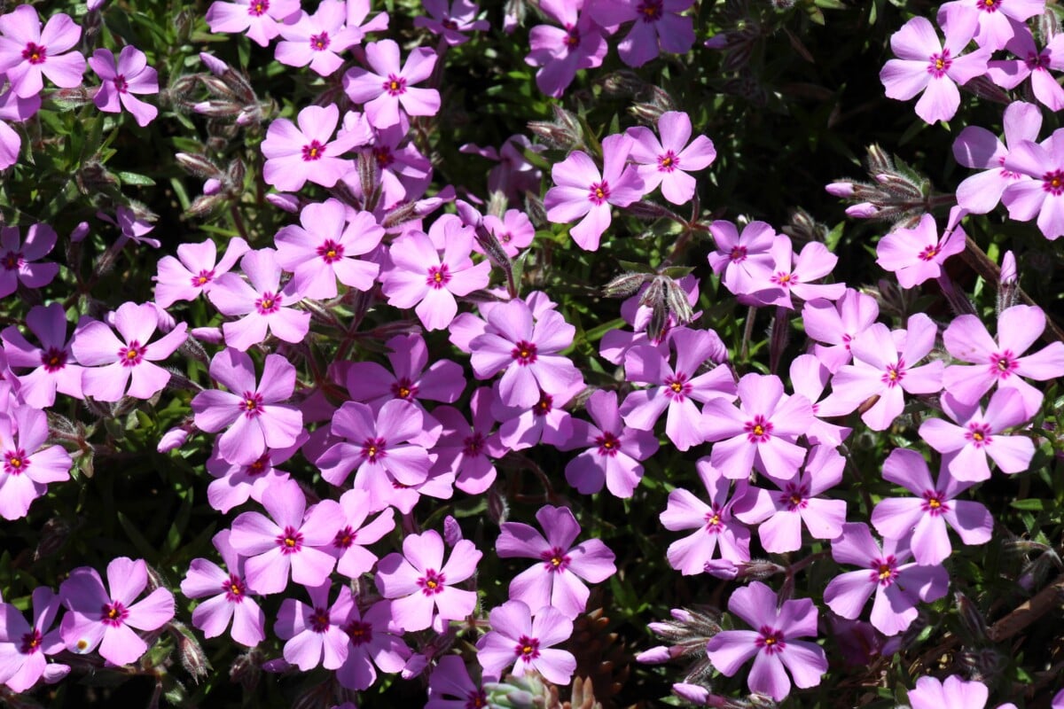 Creeping phlox