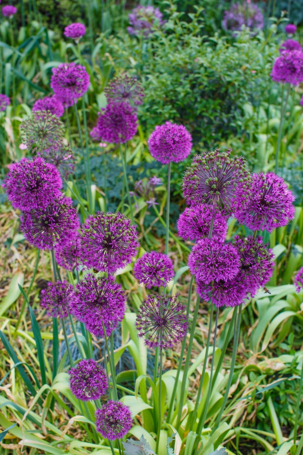 Blooming allium