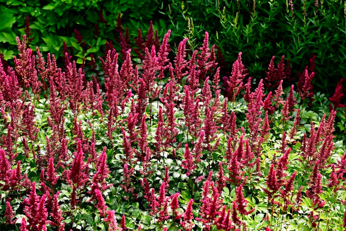 astilbe
