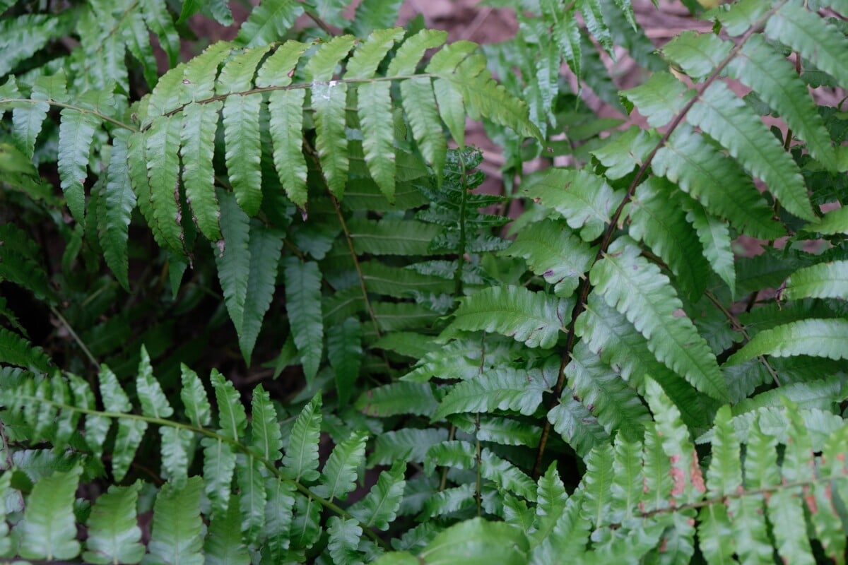 Ferns