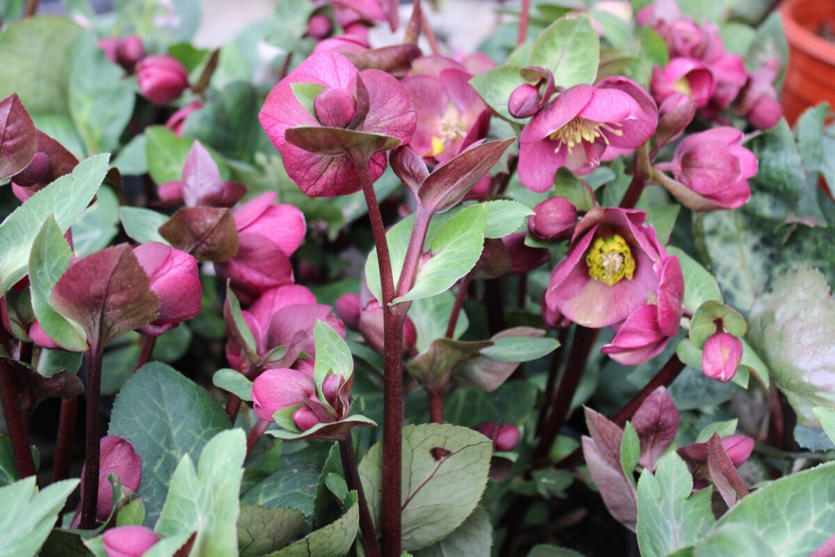 Hellebore