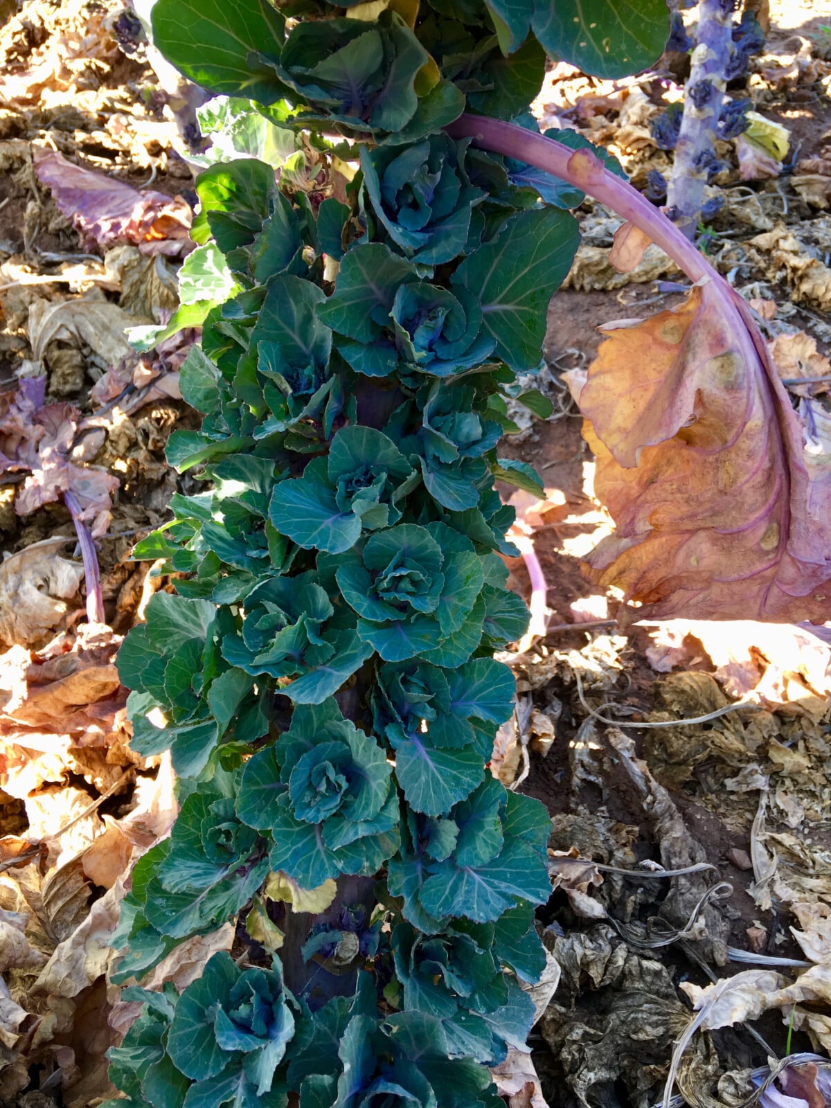 Kalette stalk in garden