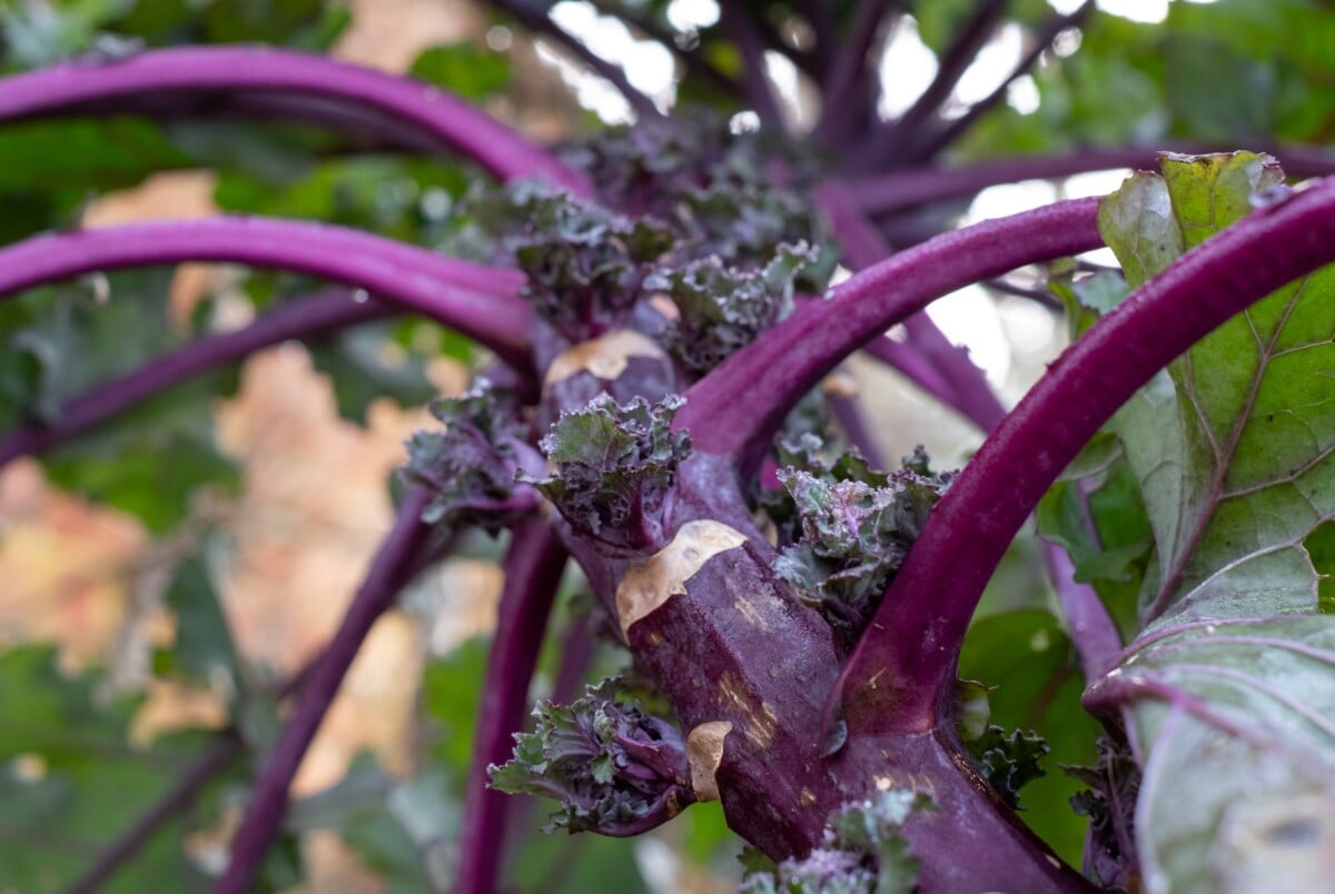 Kalette stalk in garden