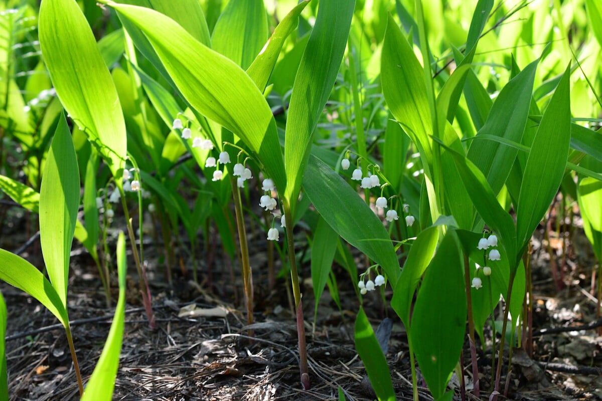 Lily of the valley