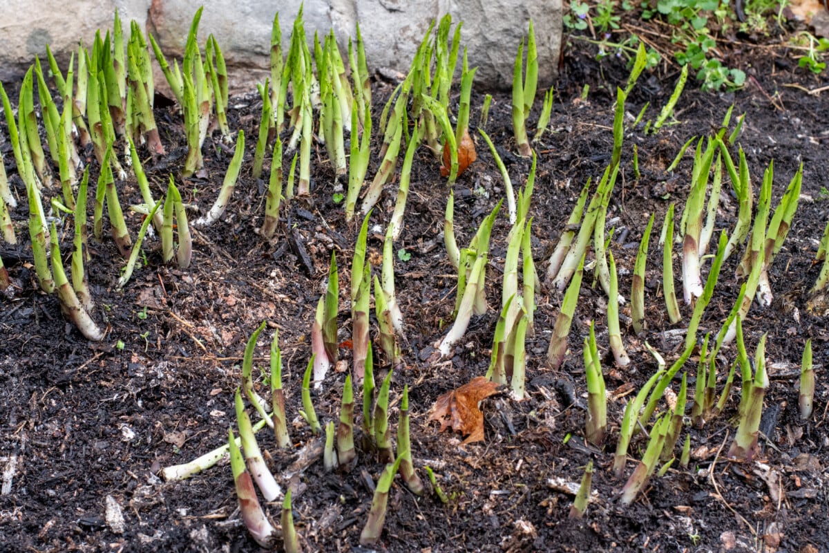 Hosta shoots