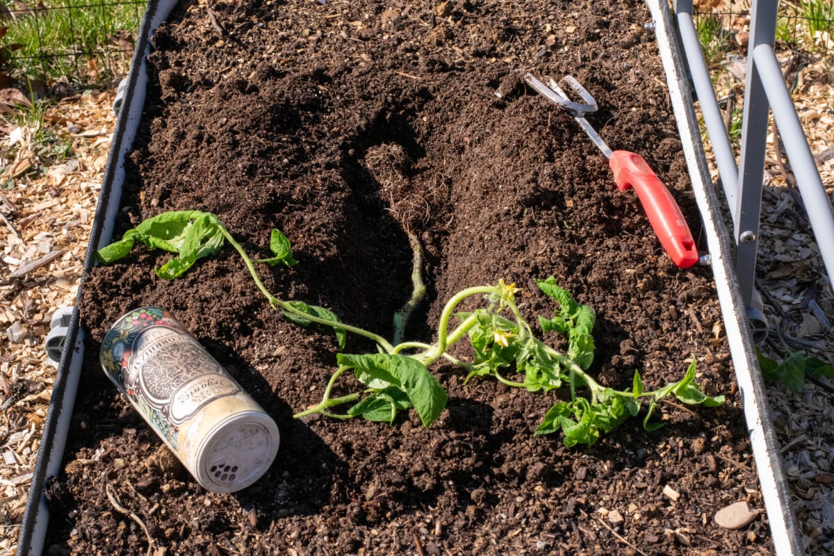 Planting a tomato seedling