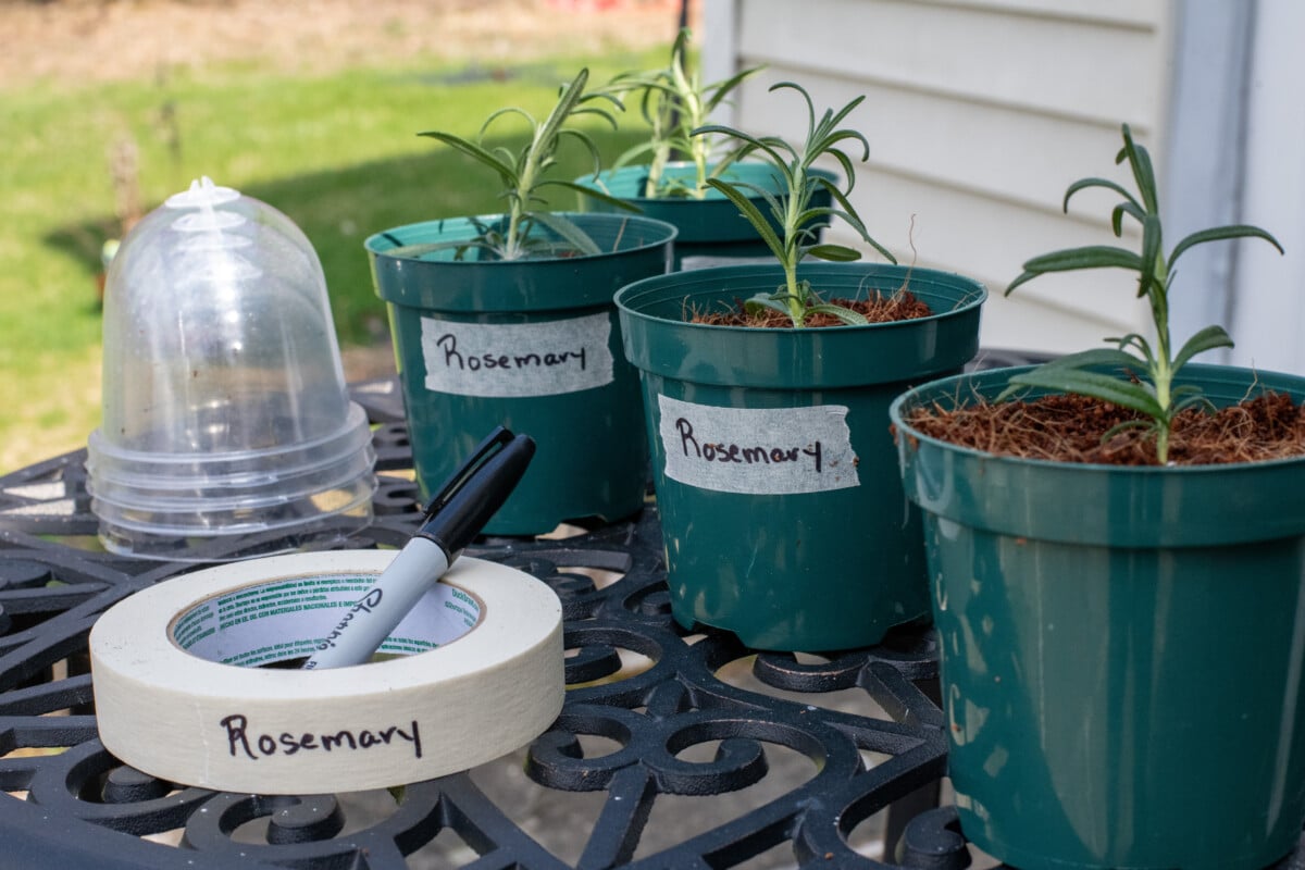 Labeling rosemary cuttings