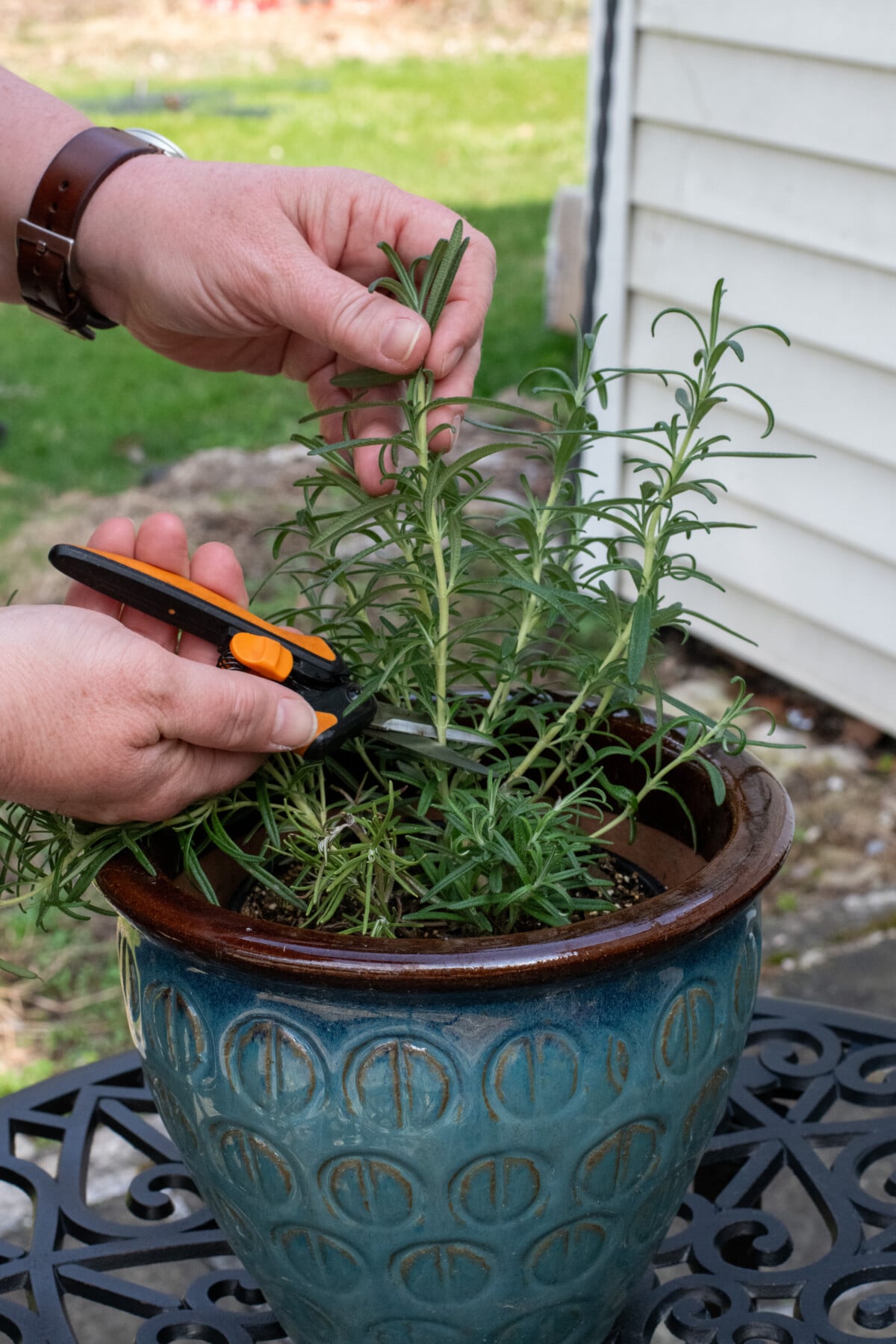 taking rosemary cutting.