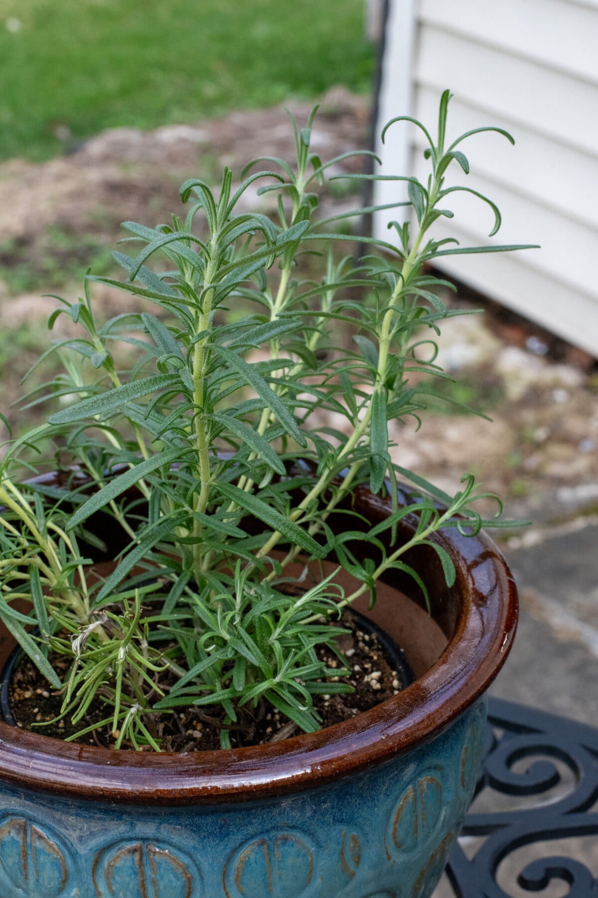 Rosemary in pot